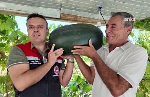 Iğdır'da 40 Kilograma Yaklaşan Dev Karpuz