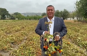 CHP'li Gürer'den Domates Çiftçisinin Çığlığı: "Artan Girdi Maliyetleri Nedeniyle Ürün Değerinde Satılamıyor"