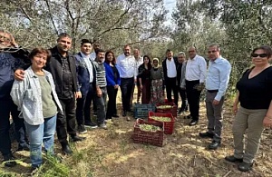 CHP İzmir İl Başkanı Utku Gümrükçü’den Dikili’de Zeytin Üreticisine Ziyaret: "Pek Çok Ürün Dalda Kalabilir!"