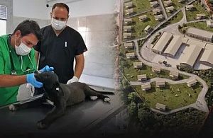 İzmir Büyükşehir Belediyesi'nden Bakırçay Bölgesine Dev Tesis: Dikili Sokak Hayvanları Sosyal Yaşam Kampüsü Yükseliyor!