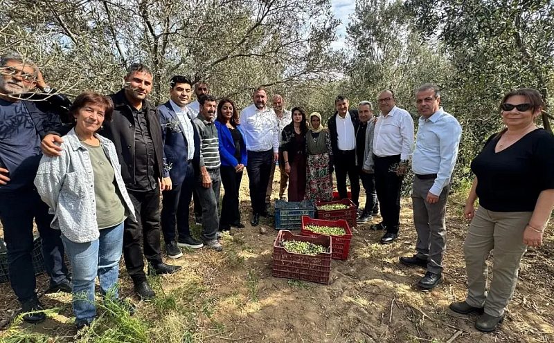 CHP İzmir İl Başkanı Utku Gümrükçü’den Dikili’de Zeytin Üreticisine Ziyaret: "Pek Çok Ürün Dalda Kalabilir!"