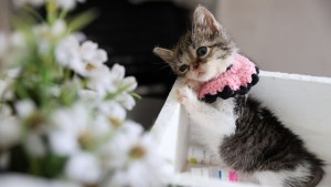 Zero'nun Buca'da Hayatta Kalma Hikayesi: Başkan Duman'ın Tedavi Desteği