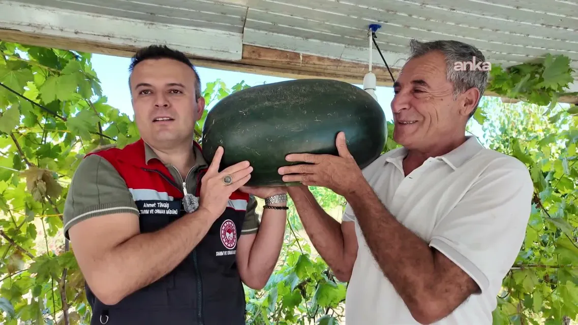 Iğdır'da 40 Kilograma Yaklaşan Dev Karpuz