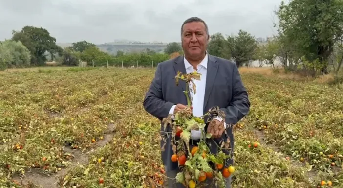CHP'li Gürer'den Domates Çiftçisinin Çığlığı: "Artan Girdi Maliyetleri Nedeniyle Ürün Değerinde Satılamıyor"