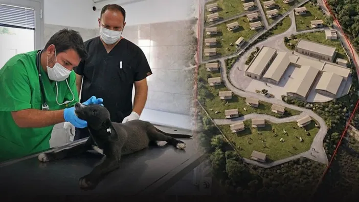 İzmir Büyükşehir Belediyesi'nden Bakırçay Bölgesine Dev Tesis: Dikili Sokak Hayvanları Sosyal Yaşam Kampüsü Yükseliyor!